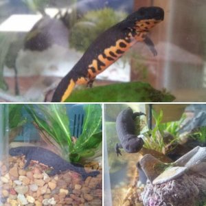 Geezer the CFB newt