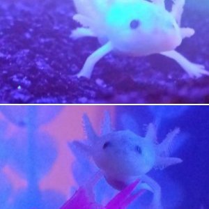 My axolotl
