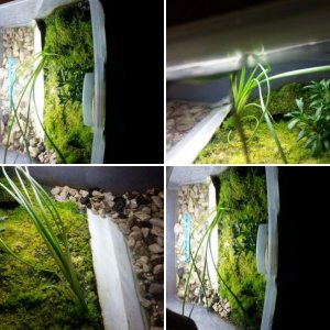 tank pictures