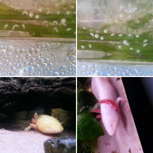 my axolotls ^-^