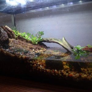 Juvenile Tank