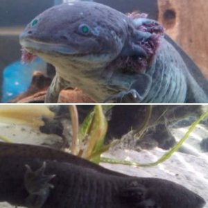 Toothless