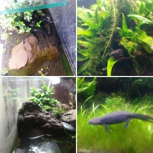 Chinese fire-bellied newt tank