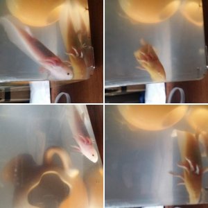 New axolotls month one! :)