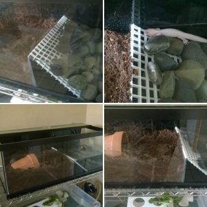 Naturally occurring morph axoltol