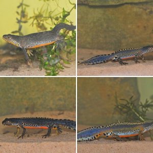 Alpine Newts