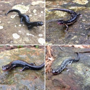 Ouachita Salamanders