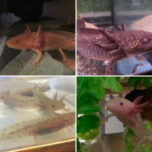 Axolotl