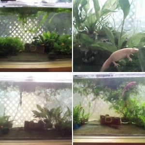 50-gallon tank progress