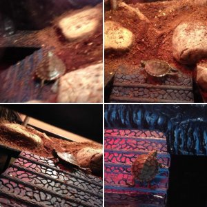 Current setup for Northern Map Turtle