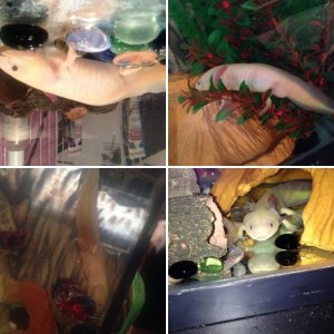 Axolotl