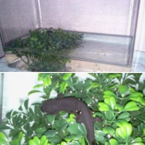 My newt isn't eating