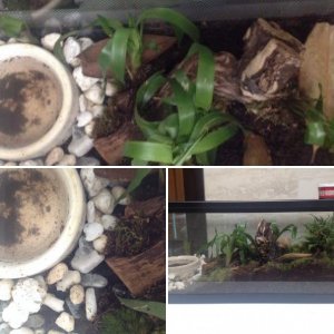 Tiger salamander set up