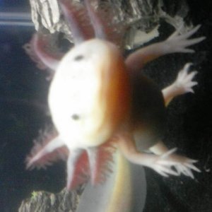 Axolotl