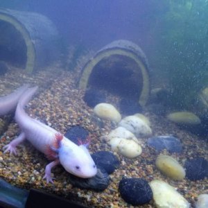 My Axolotl