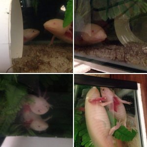 My 2 silly Axolotls