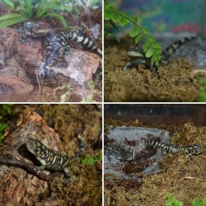 Salamander Dali and Olivia Newton John