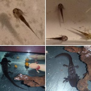 Renette's Axolotls