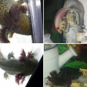my axolotls axle and lotl