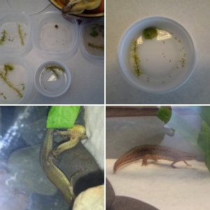 My new newts