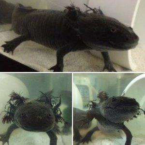 Xolotl the Axolotl