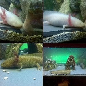 My Axi's