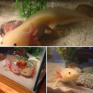 Axolotls!