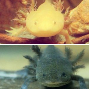 Charles and Emma: The Darwin Family