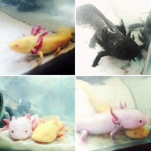 Axolotls