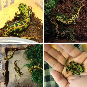 Triturus marmoratus
