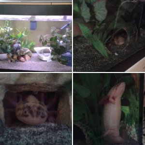 Mature axolotls - March & April 2016