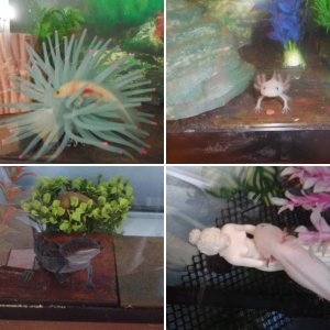 Lotls