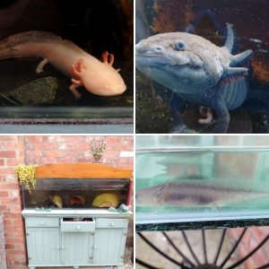 My axolotls