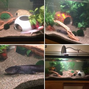 The girls' new tank 2016