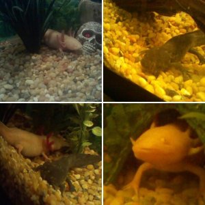 My Babies