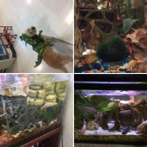 Newtopian Newtist Colony