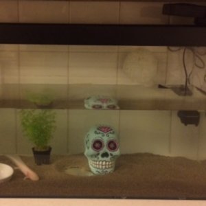 Axie No 3: The last one standing..