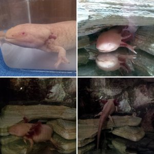 My axolotl Aki
