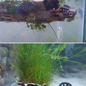 My Neurergus Kaiseri