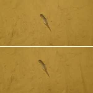 Unidentified Larval Salamanders