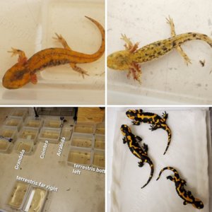 Fire Salamanders