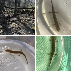 Alabama Salamanders
