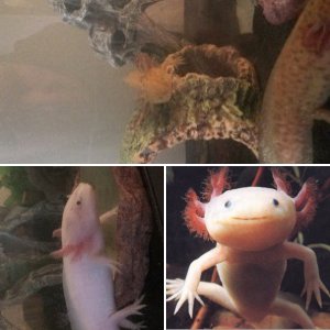 My Axolotl,