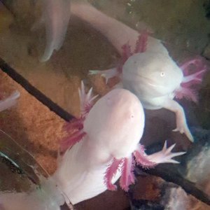 Becky's Axolotls