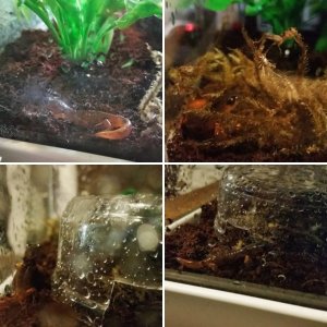 Ensatina Exploring New Substrate