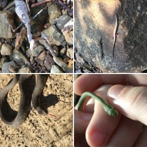 Field herping