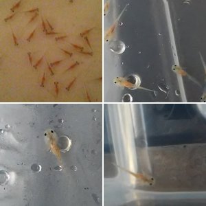 Bluegill axolotyl larva/babies