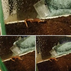 Uncovering Ensatina While Cleaning
