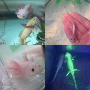 My axolotls