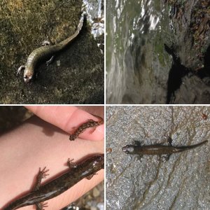 Black mountain dusky salamanders